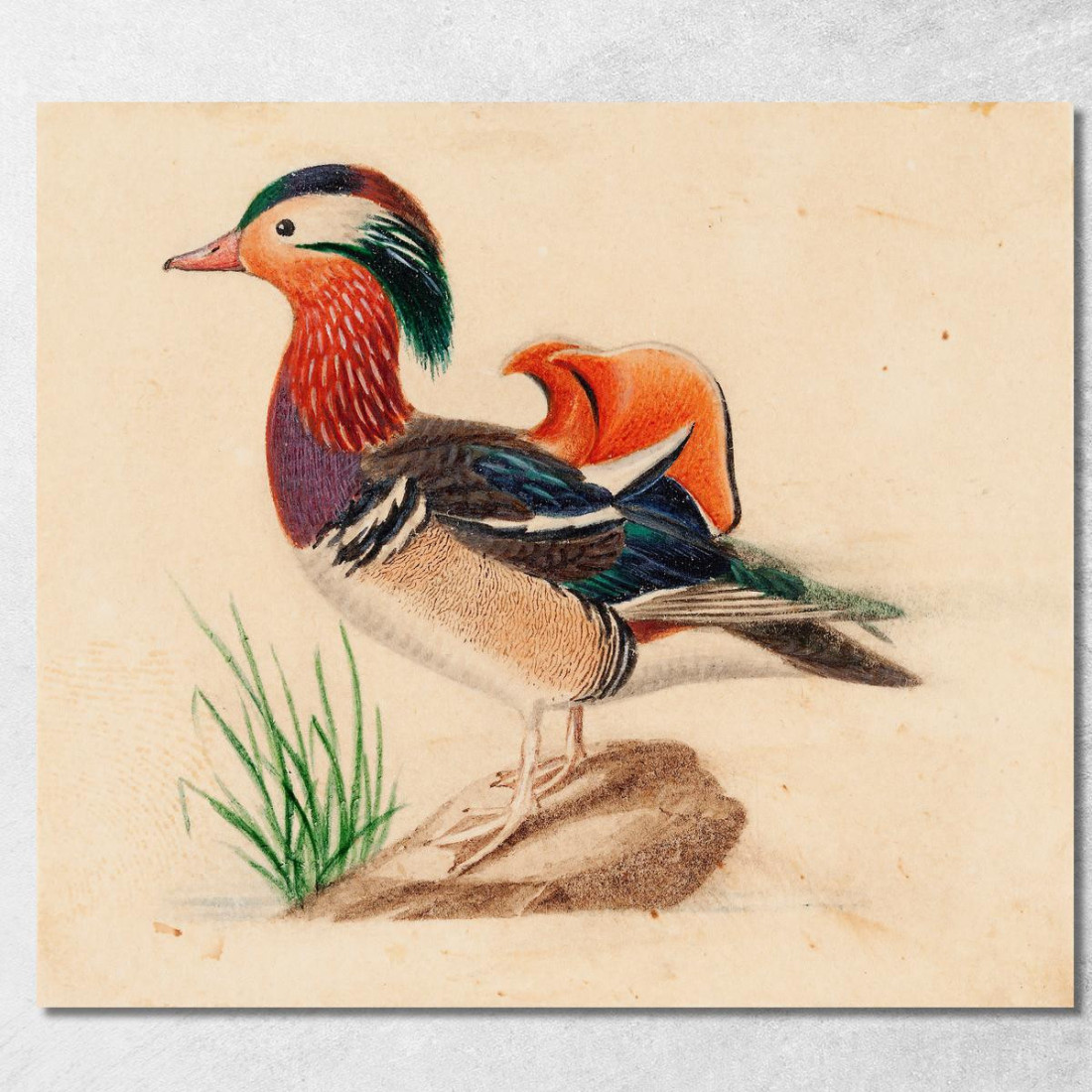 Anatra Mandarina Ferdinand von Wright fvw19 quadro stampato su tela Anatra Mandarina Ferdinand von Wright fvw19 quadro stampato su tela