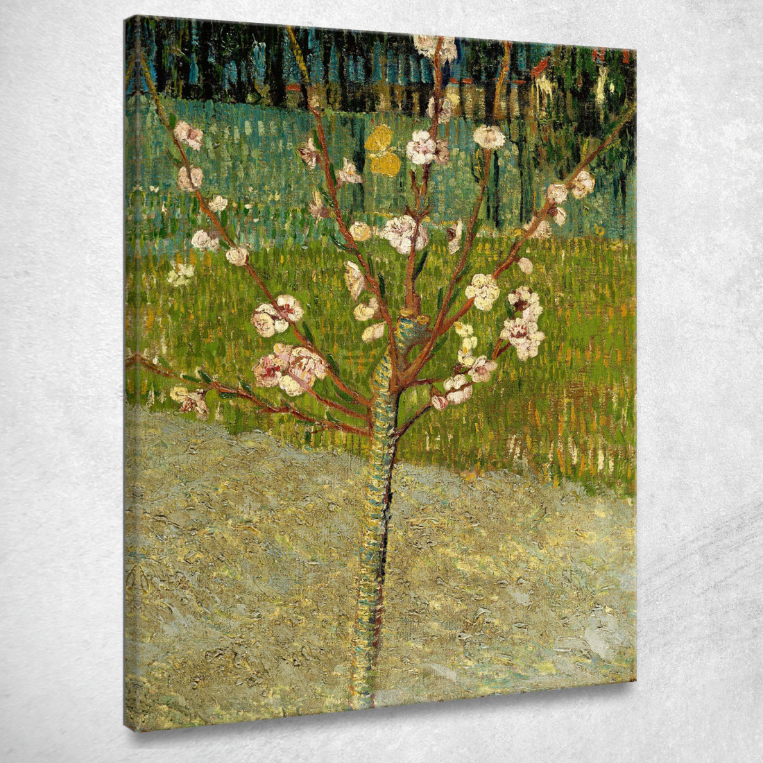 Mandorlo In Fiore Vincent van Gogh vvg190 quadro stampato su tela