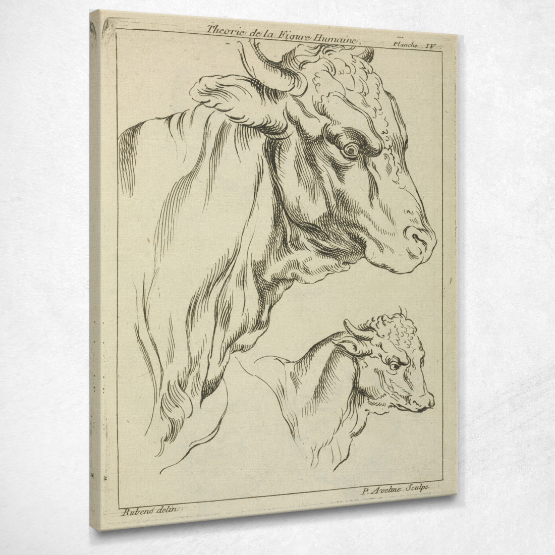 Teste E Colli Di Due Tori Di Profilo Peter Paul Rubens ppr88 quadro stampato su tela Teste E Colli Di Due Tori Di Profilo Peter Paul Rubens ppr88 quadro stampato su tela