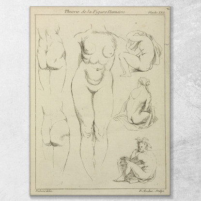 Studies Of The Female Torso Buttocks And Seated Figures Dorsal View Peter Paul Rubens canvas print