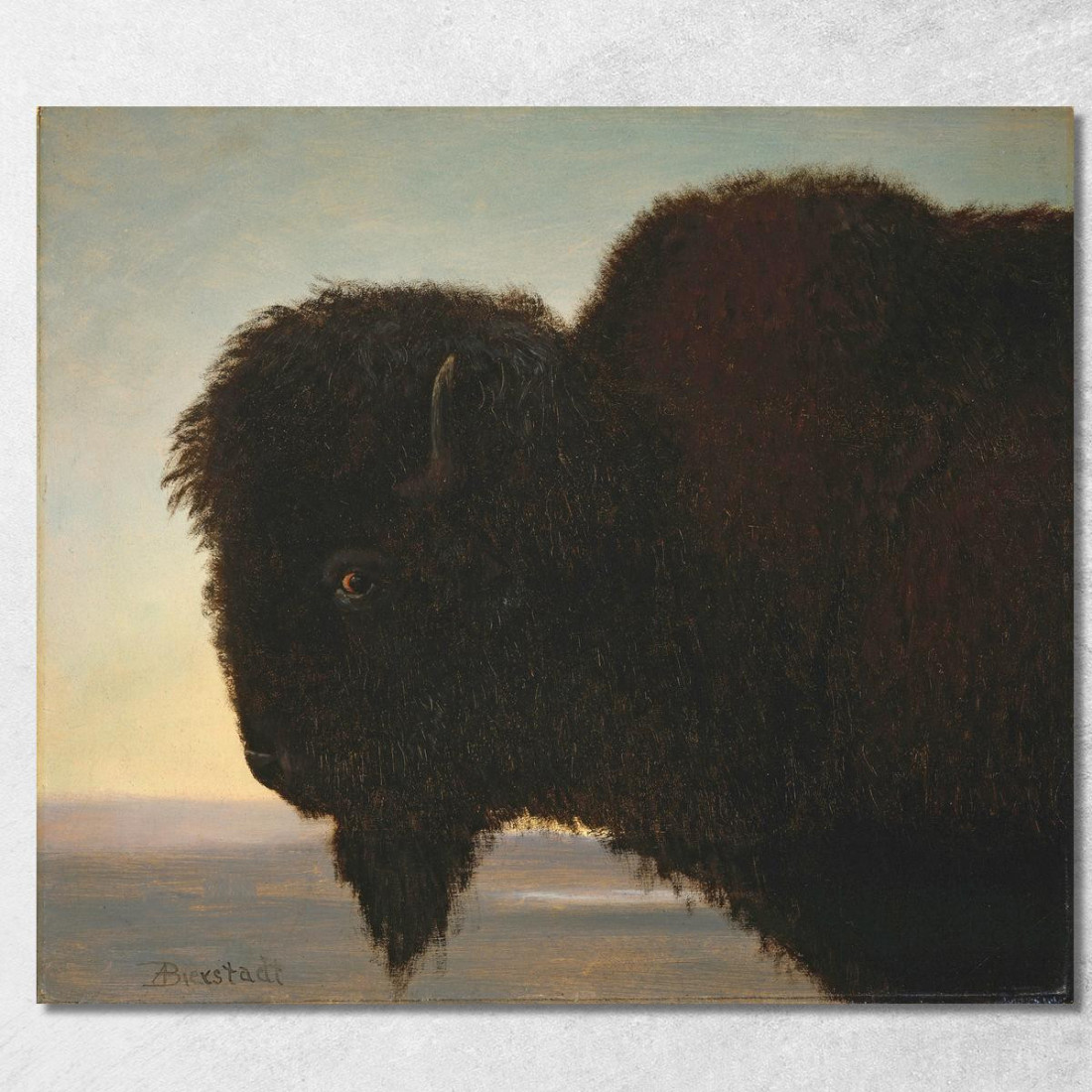Testa Di Bufalo Albert Bierstadt abr7 quadro stampato su tela Testa Di Bufalo Albert Bierstadt abr7 quadro stampato su tela