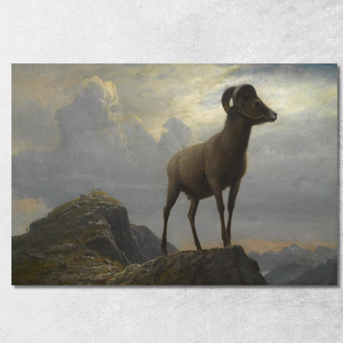 Studio Di Un Ariete Bighorn Albert Bierstadt abr93 quadro stampato su tela Studio Di Un Ariete Bighorn Albert Bierstadt abr93 quadro stampato su tela