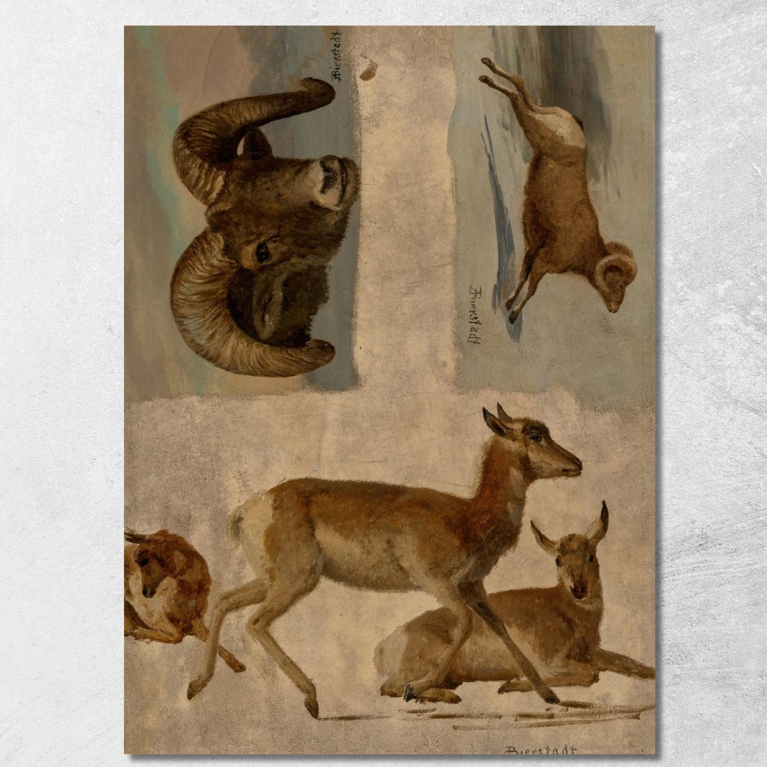 Studio Delle Pecore Bighorn E Delle Antilopi Albert Bierstadt abr95 quadro stampato su tela Studio Delle Pecore Bighorn E Delle Antilopi Albert Bierstadt abr95 quadro stampato su tela