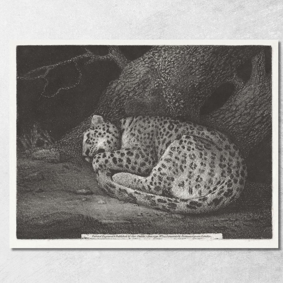 Un Leopardo Dormiente 1791 George Stubbs gst6 quadro stampato su tela Un Leopardo Dormiente 1791 George Stubbs gst6 quadro stampato su tela