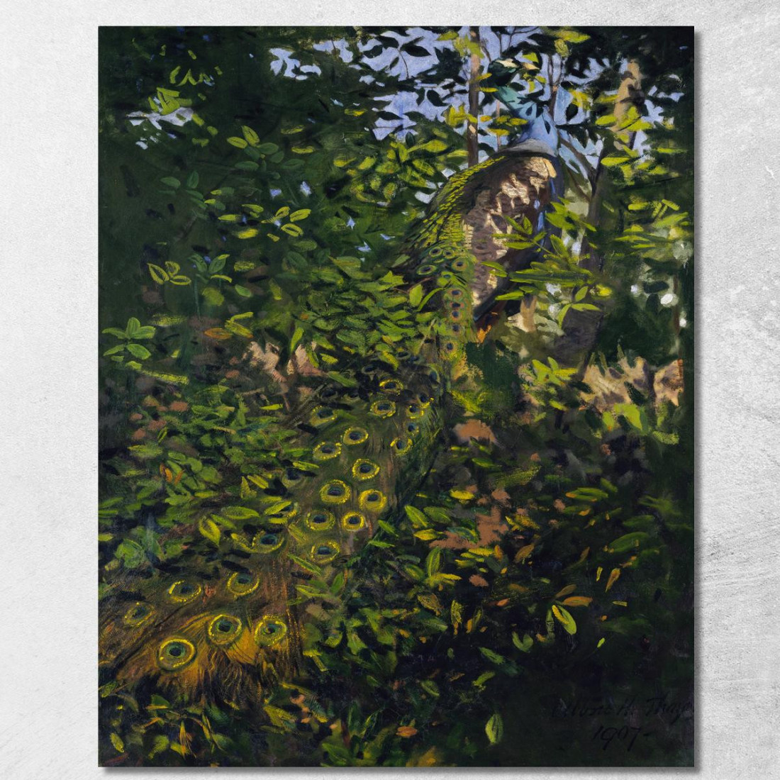 Pavone Nel Bosco Abbott Handerson Thayer aht15 quadro stampato su tela Pavone Nel Bosco Abbott Handerson Thayer aht15 quadro stampato su tela