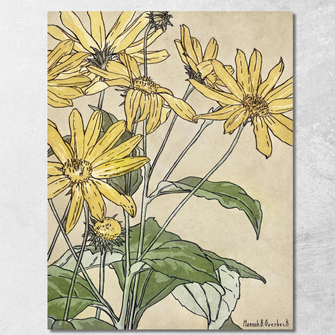 Girasoli Hannah Borger Overbeck hbo17 quadro stampato su tela Girasoli Hannah Borger Overbeck hbo17 quadro stampato su tela