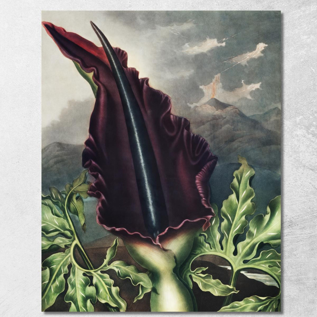 L'Arum Del Drago Del Tempio Di Flora Robert John Thornton rjt17 quadro stampato su tela L'Arum Del Drago Del Tempio Di Flora Robert John Thornton rjt17 quadro stampato su tela