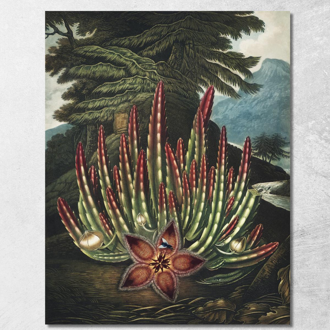 La Stapelia Portatrice Di Larve Del Tempio Di Flora Robert John Thornton rjt18 quadro stampato su tela La Stapelia Portatrice Di Larve Del Tempio Di Flora Robert John Thornton rjt18 quadro stampato su tela
