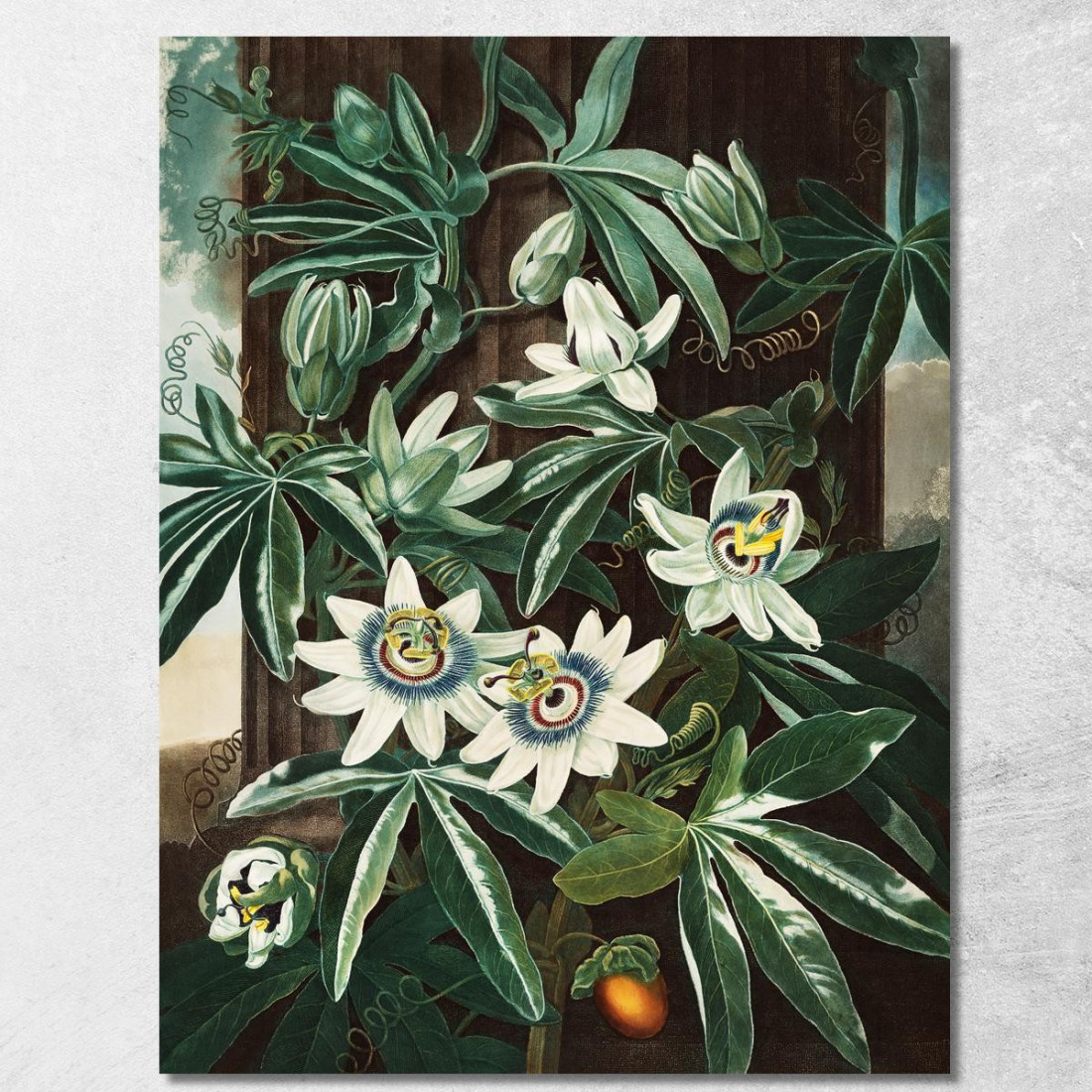 La Passiflora Cerulea Del Tempio Di Flora Robert John Thornton rjt23 quadro stampato su tela La Passiflora Cerulea Del Tempio Di Flora Robert John Thornton rjt23 quadro stampato su tela