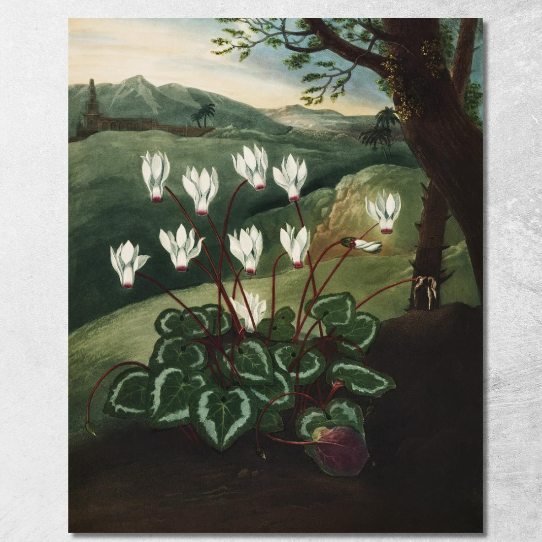 Il Ciclamino Persiano Del Tempio Di Flora Robert John Thornton rjt24 quadro stampato su tela Il Ciclamino Persiano Del Tempio Di Flora Robert John Thornton rjt24 quadro stampato su tela