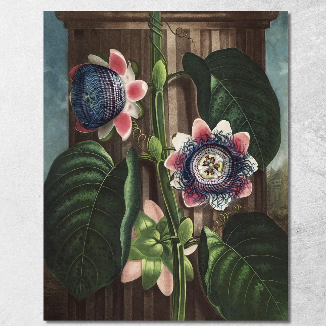 Il Fiore Della Passione Quadrangolare Del Tempio Di Flora Robert John Thornton rjt27 quadro stampato su tela Il Fiore Della Passione Quadrangolare Del Tempio Di Flora Robert John Thornton rjt27 quadro stampato su tela