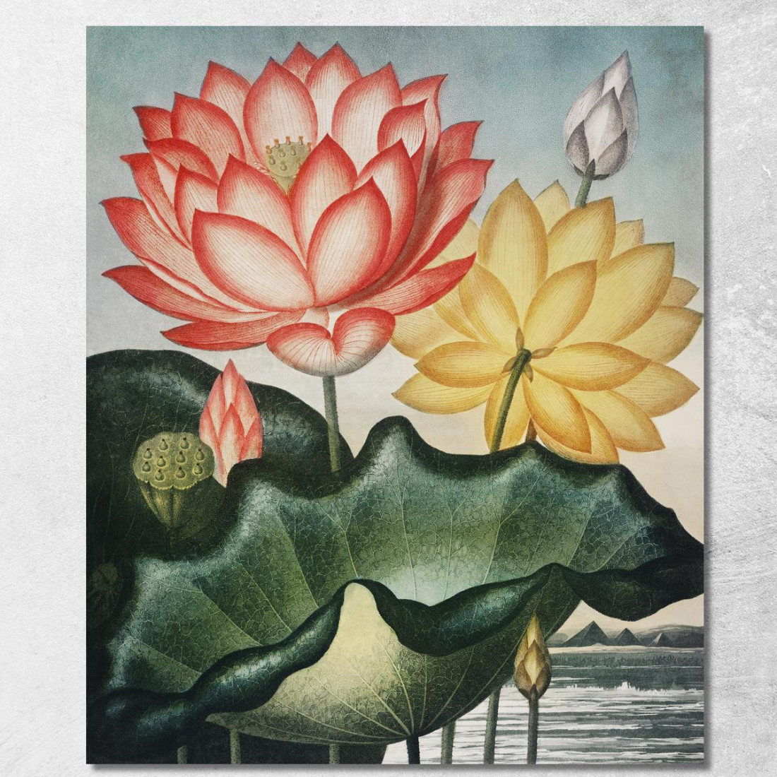 Il Sacro Fagiolo Egiziano Del Tempio Di Flora Robert John Thornton rjt29 quadro stampato su tela Il Sacro Fagiolo Egiziano Del Tempio Di Flora Robert John Thornton rjt29 quadro stampato su tela