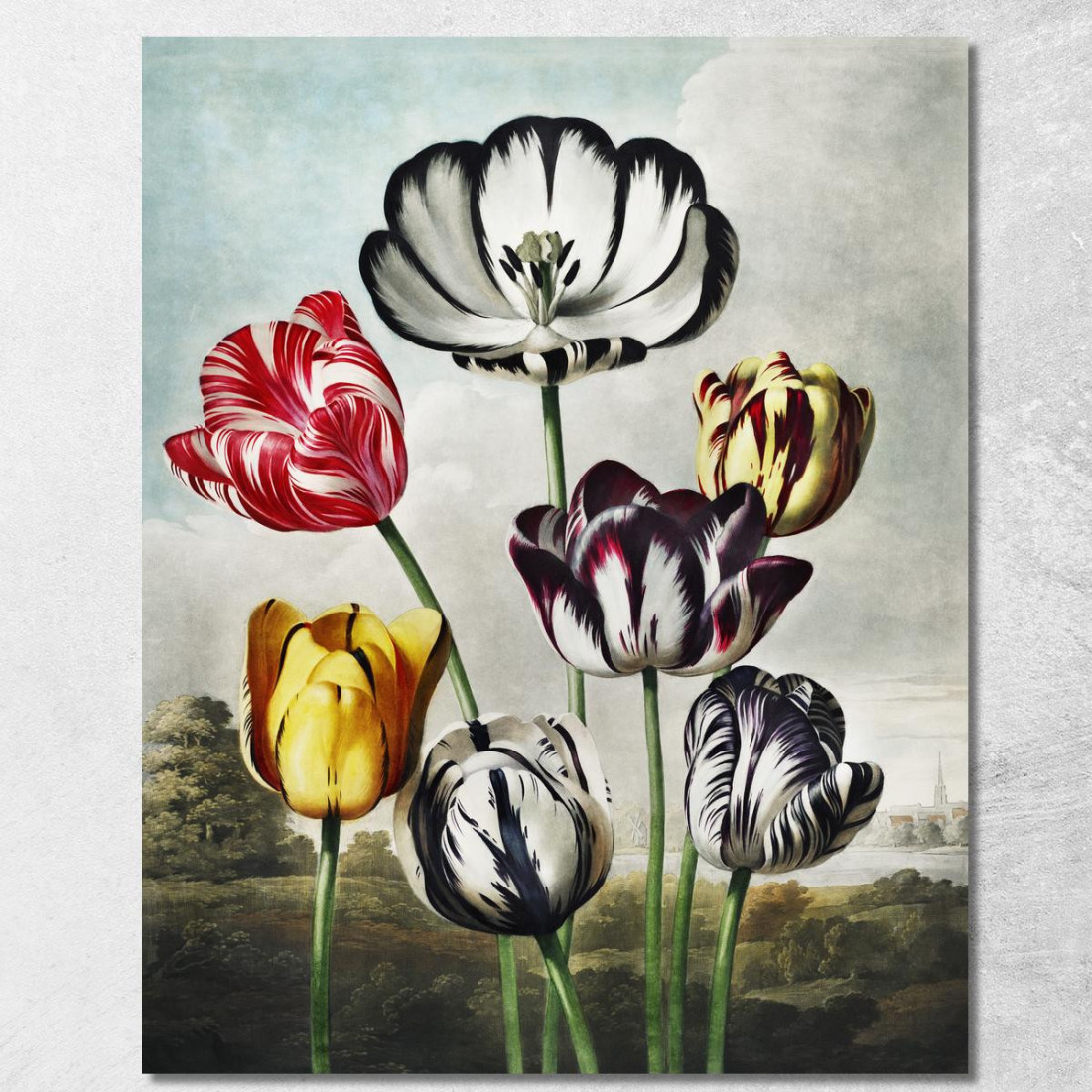 Tulipani Dal Tempio Di Flora Robert John Thornton rjt33 quadro stampato su tela Tulipani Dal Tempio Di Flora Robert John Thornton rjt33 quadro stampato su tela